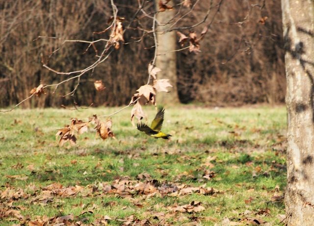 Picchio verde e altri